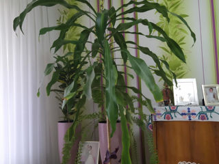 Plante Decorative foto 3