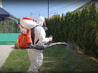 Dezinfectie eliminare plosnite gindaci (taracani) soareci foto 3