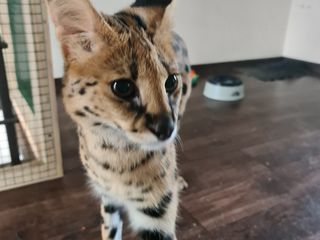 Serval foto 2