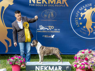 Se vinde o fetiza blinda de amstaff, din parinti campioni foto 9