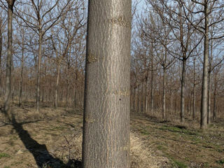 Paulownia - в Молдове foto 4