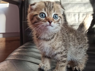 Нежные мурлыки.2 luni. Scottish Fold Mramor Fata. Rasa pura foto 3