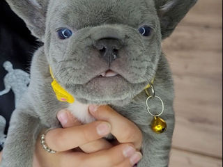 Franch bulldog blue foto 2