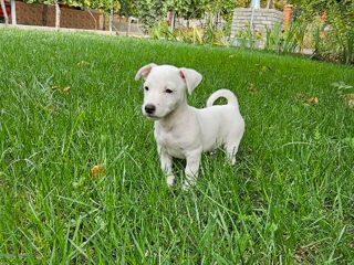 Jack Russel Terrier