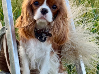 Кавалер чарльз кинг спаниель Cavalier King Charles Spaniel foto 1