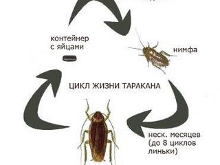 Выведение клопов, тараканов и других видов насекомых foto 4