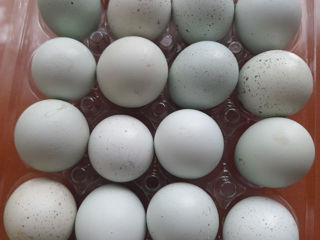 Oua Prepelita pentru incubat foto 1