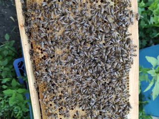 Продам пчелосемьи и отводки на плодных матках