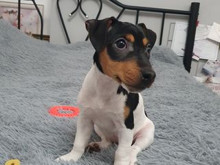 Jack Russell Terrier foto 2