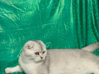 Scottish fold foto 4