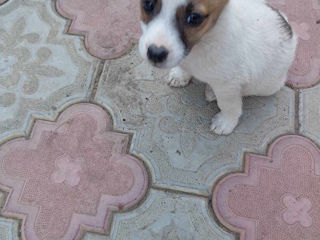 Jack Russel terrier foto 2