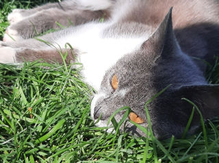Pisicuța spre adoptie/ Кошечка к присиройству foto 8