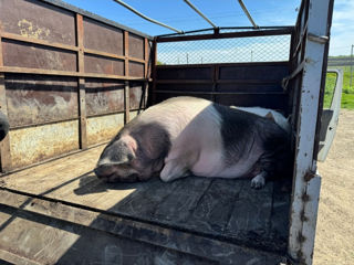 Cumpăr porci la carne