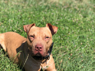 Pit bull red Nose la imperechere foto 3