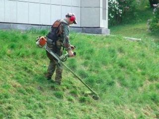 Cosim iarba, tăiem copaci foto 6