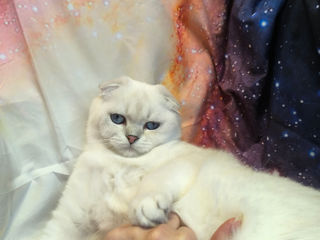 Scottish fold foto 9