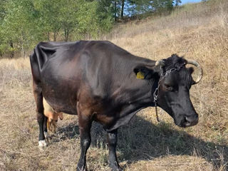 Vând vacă bună de lapte foto 2