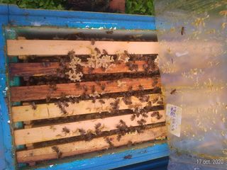 Продаю плодные пчеломатки Бакфаст, пчелoсемьи на 8-10 рамок и отводки на 4-6 рамках foto 2