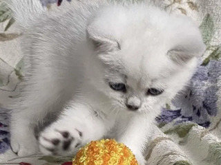 Британский белоснежный котик шиншила поинт. foto 3