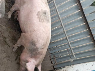 Vând porc (170-180kg) foto 4