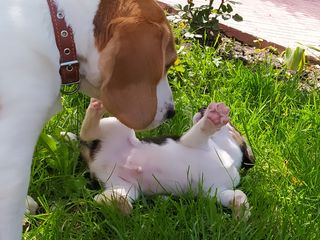 Catelusi Beagle foto 7