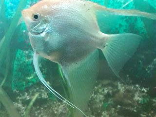 меняю взрослых самцов анциструсов на более мелкую рыбу foto 4