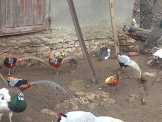 продам попугаев дек.курей мандаринок фазанов павлинов foto 3