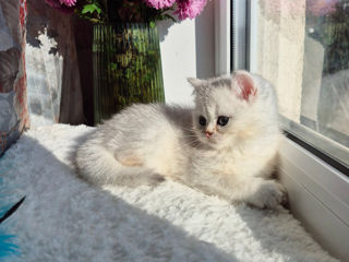 British Silver Chinchilla из питомника Royal Lovely foto 10