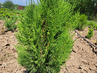 Thuja Biota foto 10