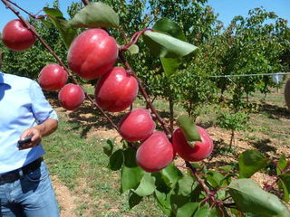 Pomi fructiferi -cais (abrikos ) Nadejda - Ananasnii ,,Limoncă , .Farbaly , Big Red  , Pinkot    ... foto 9