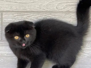 Scottish fold Black rare foto 3