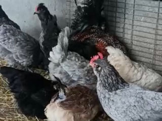 Ameraucana foto 3