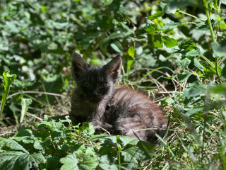 Королевский котенок в добрые руки / motanash cauta casa/ royal cat / foto 2