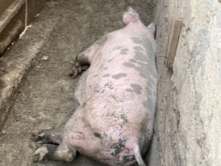 Vind porci de casă foto 3