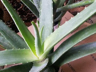 Calancoe, Aloe Vera, Dracene каланхоe, алоэ вера foto 3