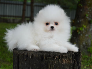 Spitz Pomeranian foto 3