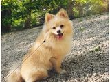 Imperechere Pomeranian foto 2