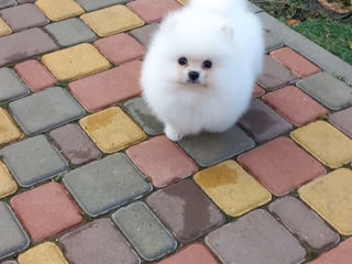 Подарок любимым! mini spitz pomeranian toy foto 2