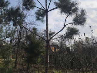 Arbori si arbusti decorativi crescuti in Moldova foto 5