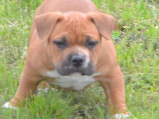 Vand Pui American Bully Cu Pedigree Abkc - Pret Convenabi foto 2