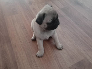 Mops foto 8