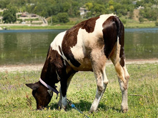 Vând vițică foto 2