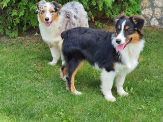 Австралийская Овчарка (Аусси) Australian Shepherd. foto 7