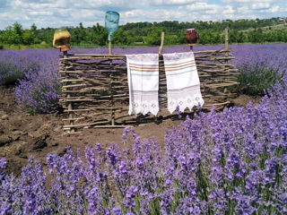 Vind ulei de lavanda in cantitati mari si mici, si puieti foto 8