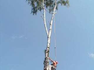 Арбористы-Спиливание деревьев ,веток foto 3