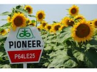 Seminte de floarea soarelui / porumb. Pioneer P64LE25, P64LE99, LG, Syngenta, Monsanto...
