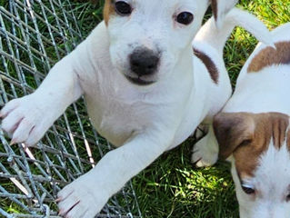 Jack russell terrier de vânzare.