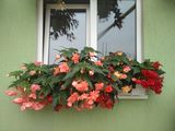 Flori pentru clumbe, balcoane, terase. foto 8