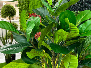 Декоративные зеленые покрытия / фитостена / perete din plante artificiale foto 3