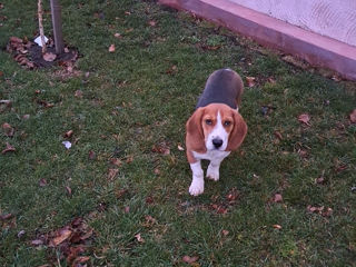 Cățel rasa beagle,are 5 luni,vaccinat.